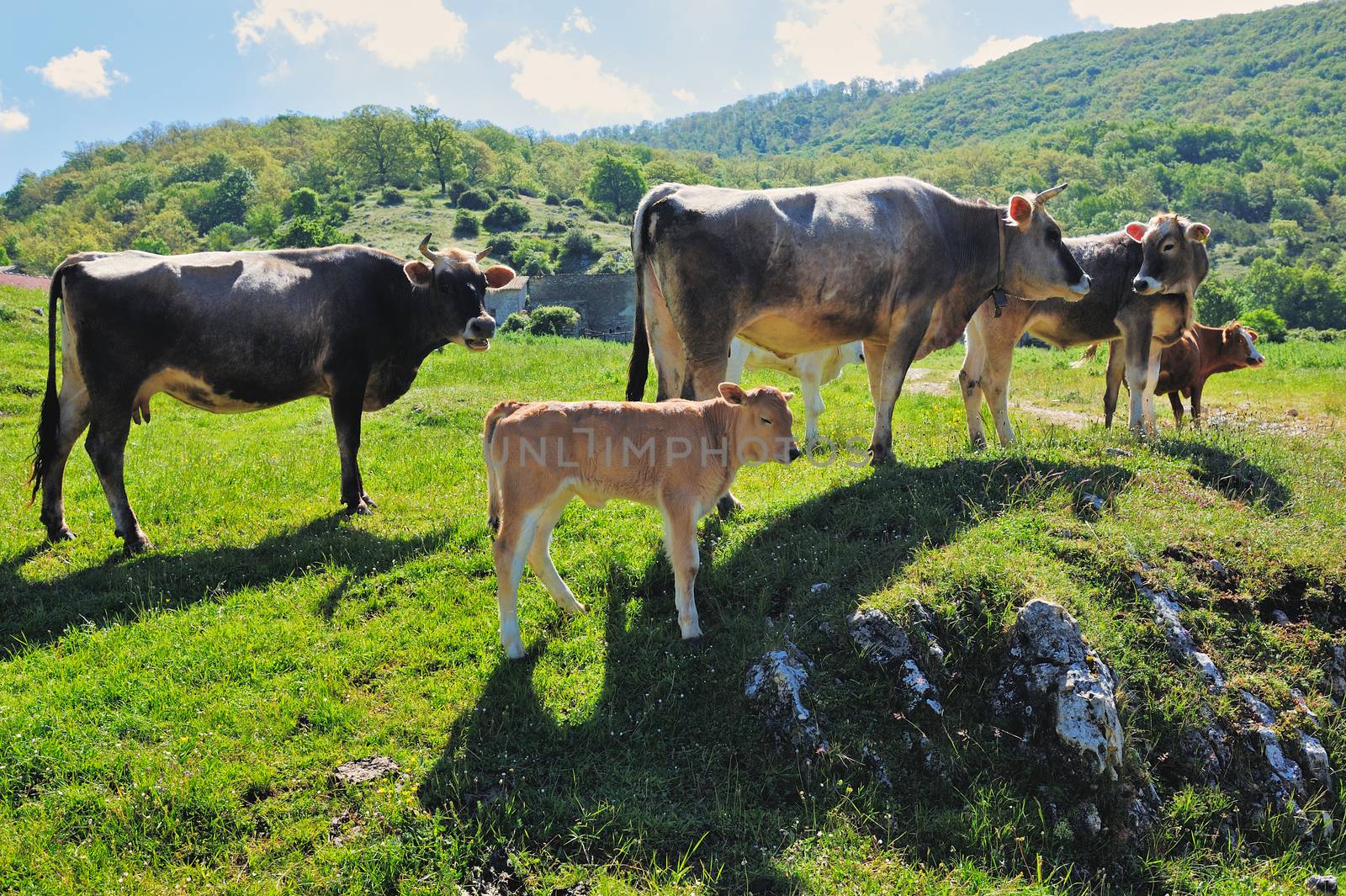 Mountain landscape with grazing cows