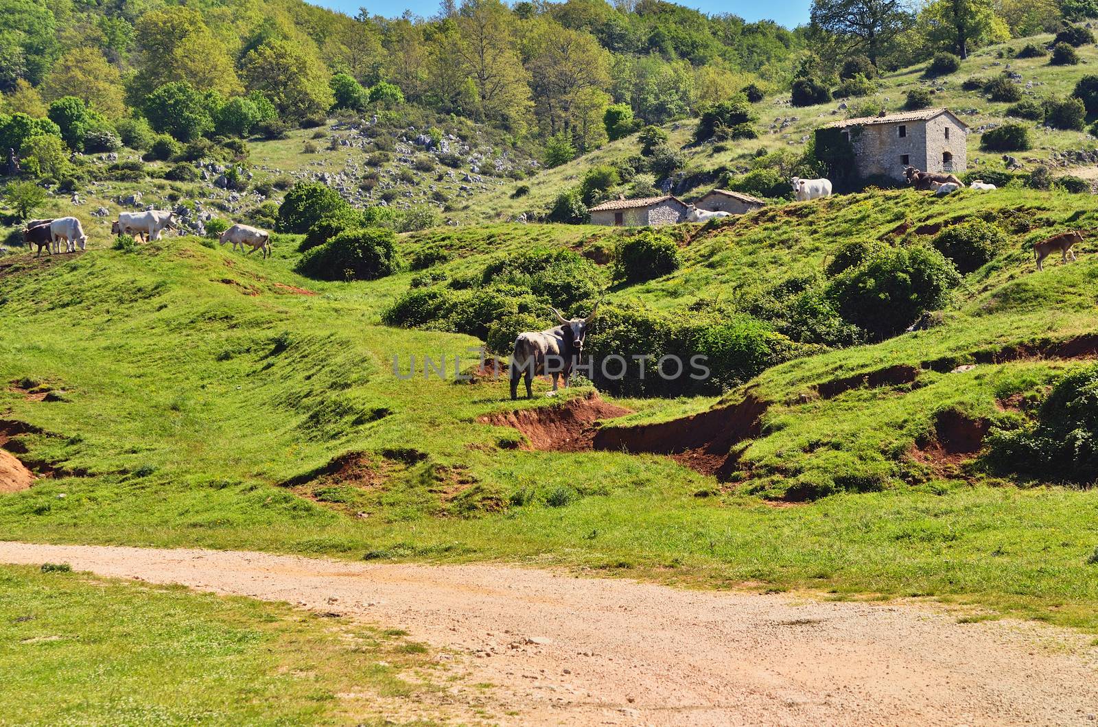 Mountain landscape with grazing cows