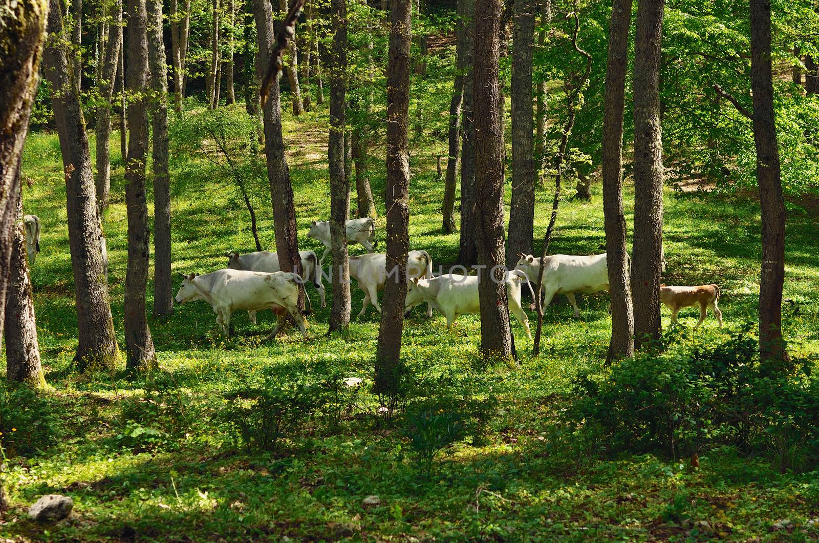 Livestock by styf22