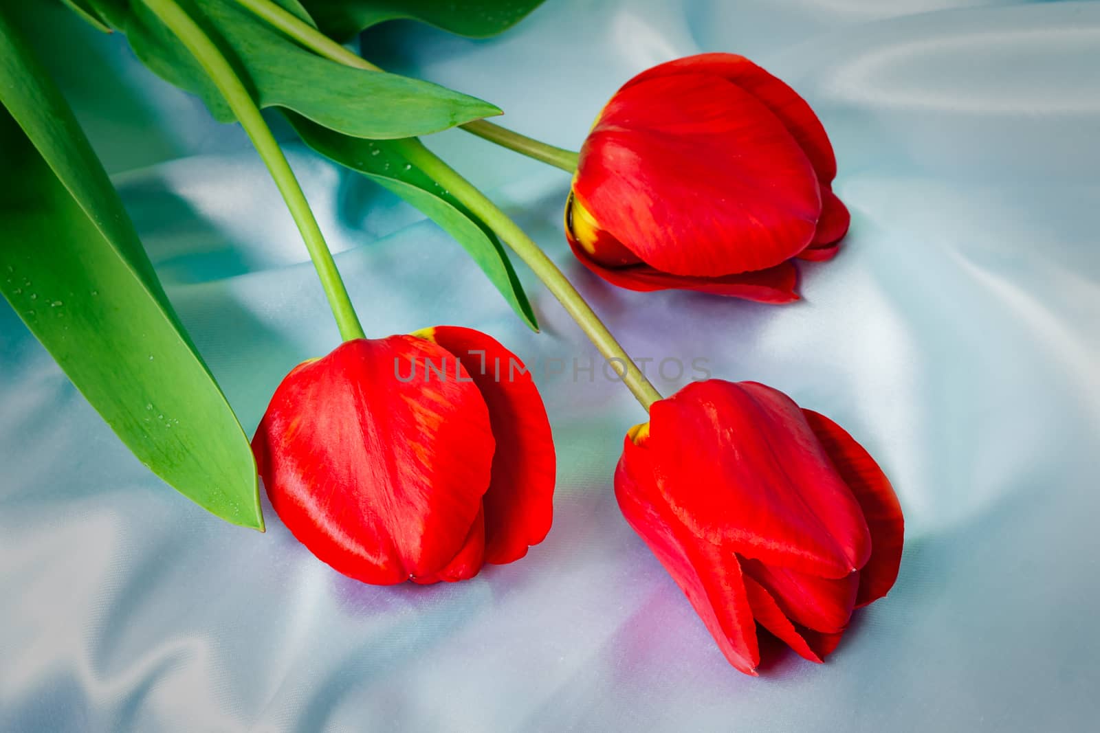 Three big beautiful tulips of bright red color with green leaves against blue silk