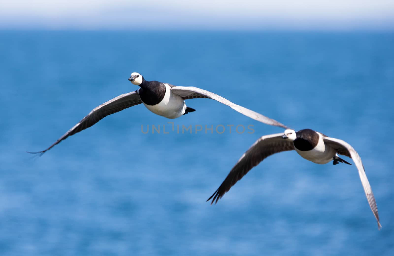 Barnacle Geese by thomas_males