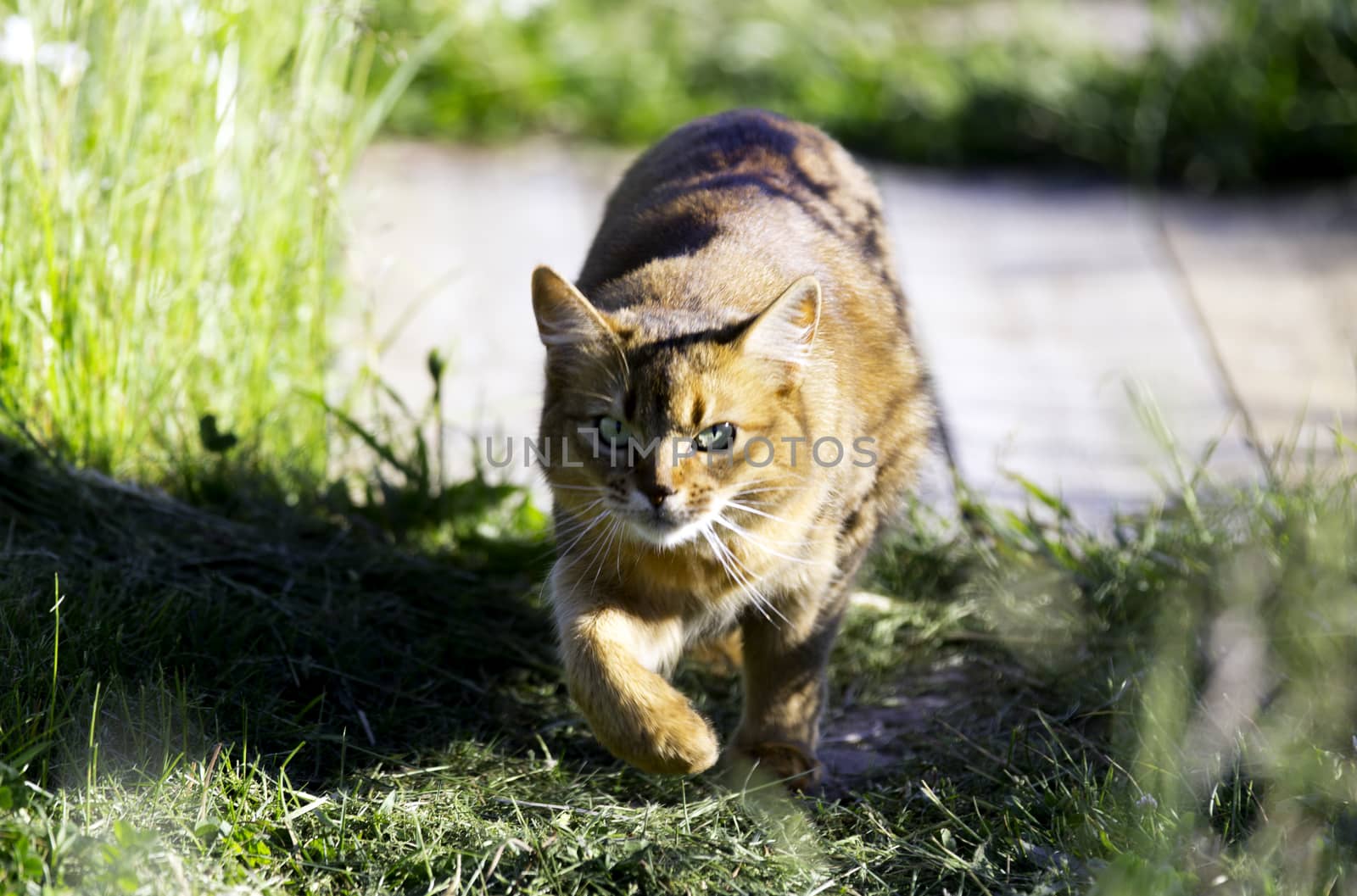 Cat on the hunt by thomas_males