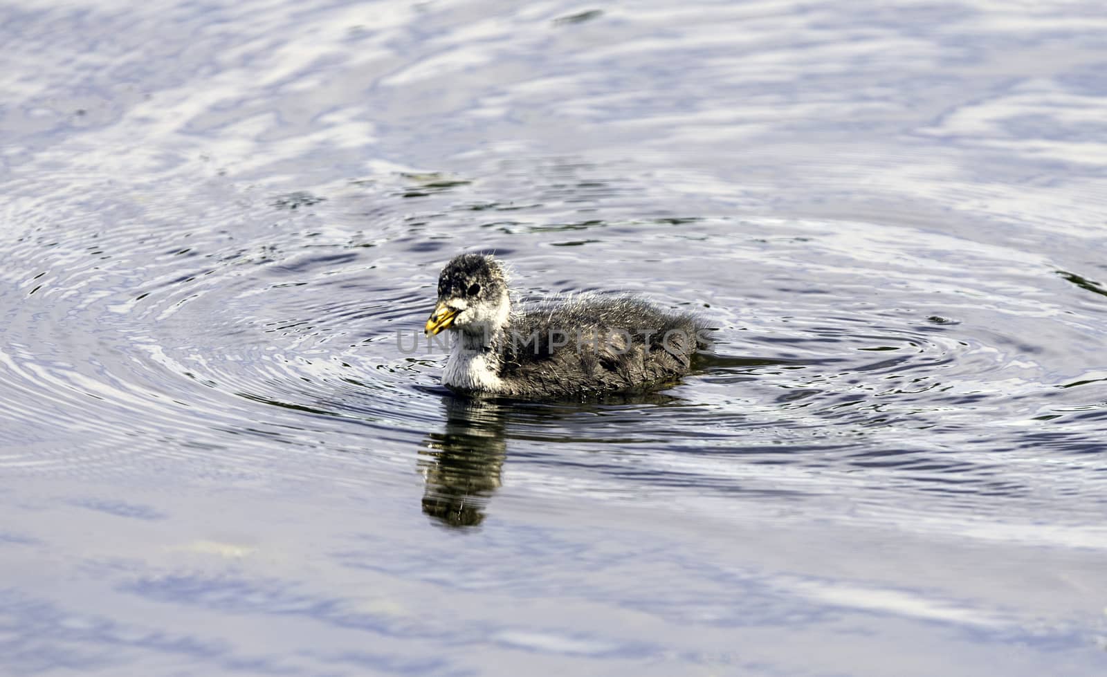 Chick of Eurasian Coot by thomas_males