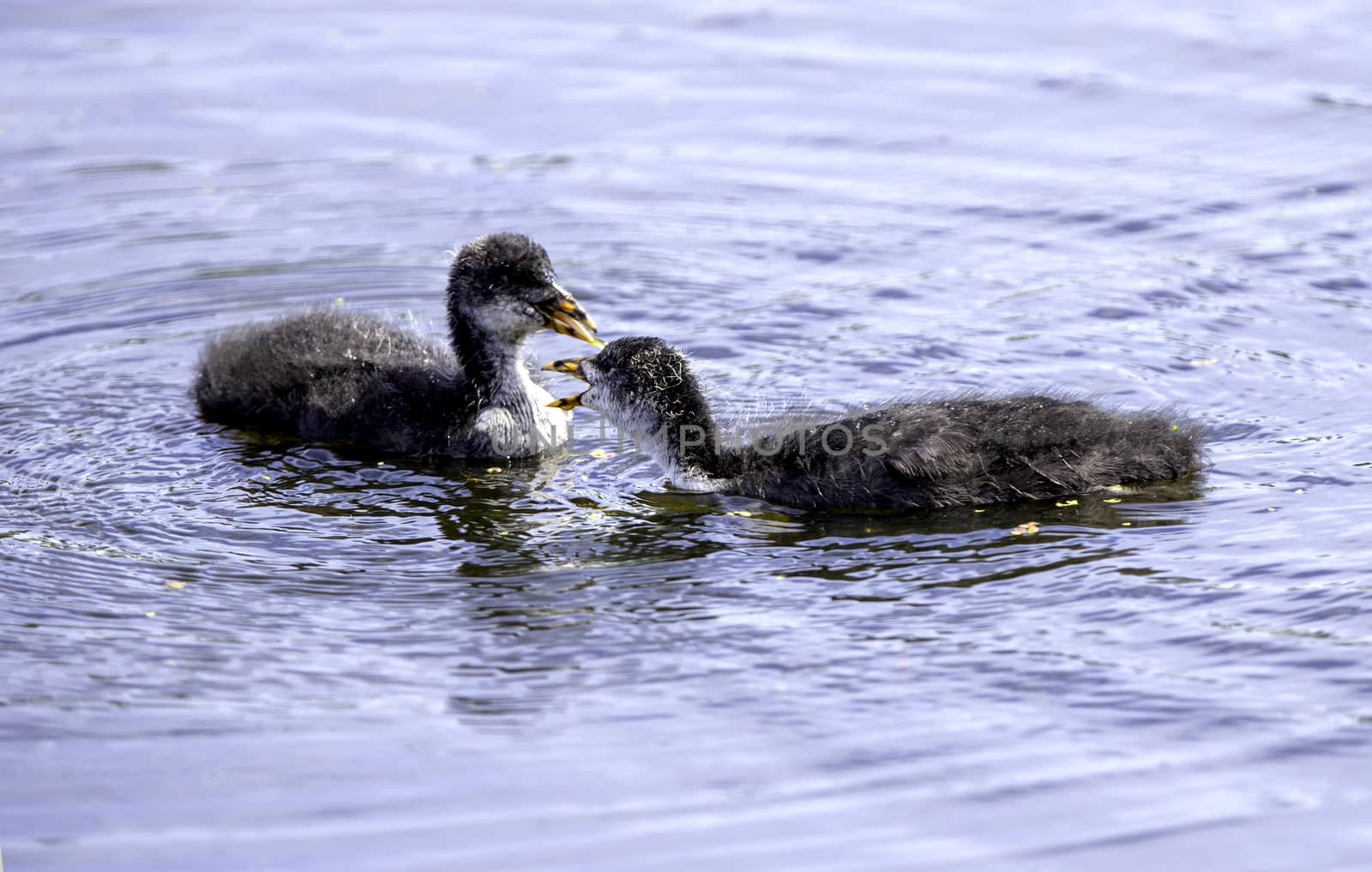 Coot chicks by thomas_males