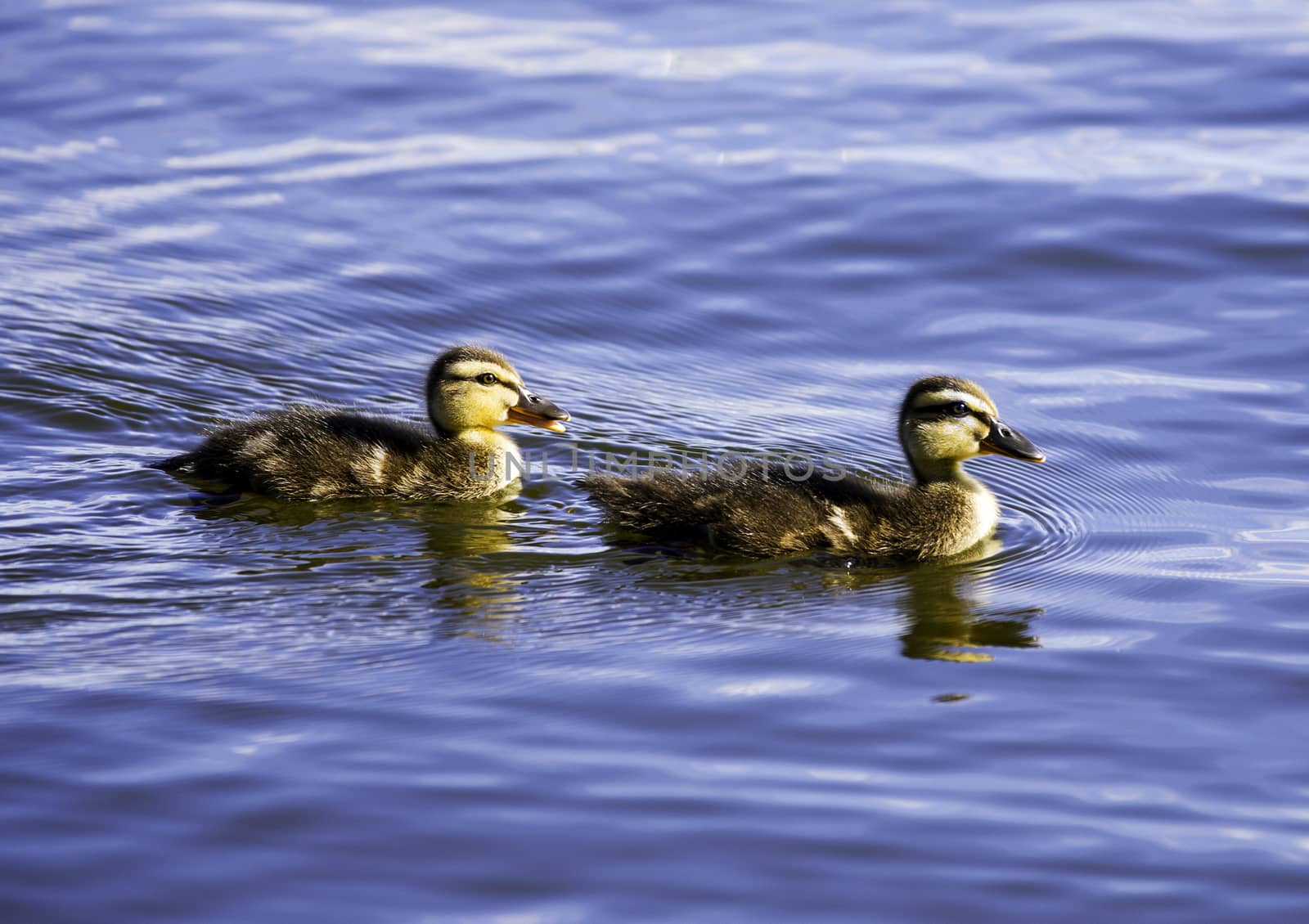 Ducklings by thomas_males