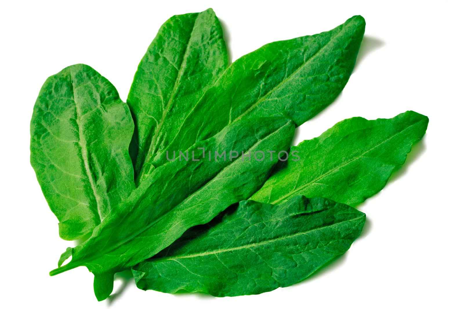 Young bright green leaves of spinach on a white background.