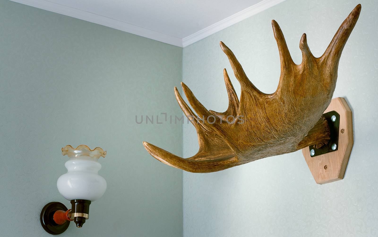 Trophy of the hunter - a horn of an elk. It is presented as an i by georgina198