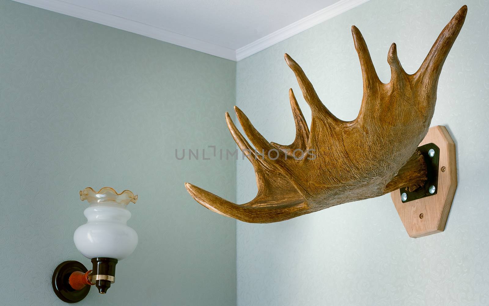 The big horn of an elk strengthened on a wall as a detail of an interior.