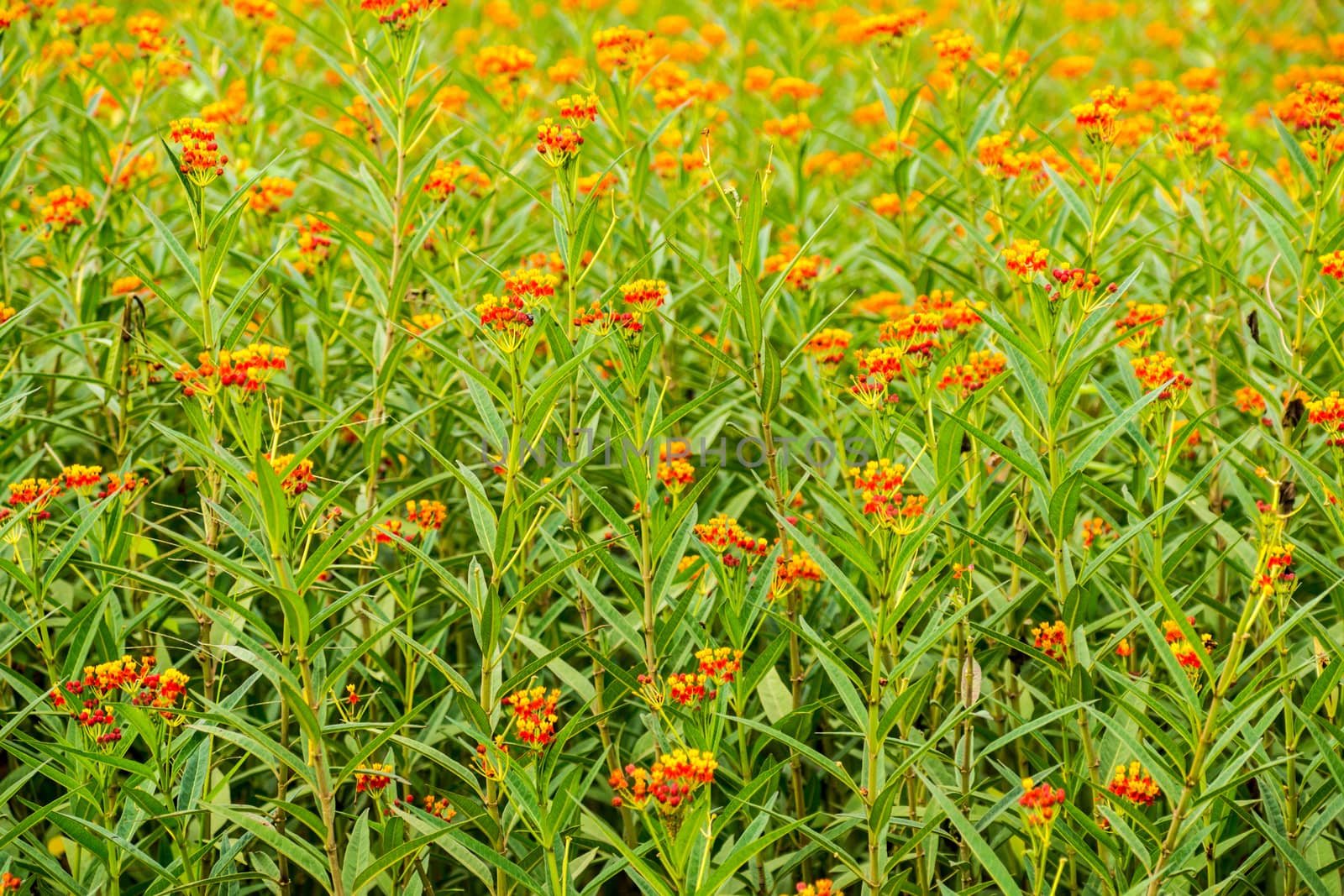 small vivid flowers in garden,shallow focus