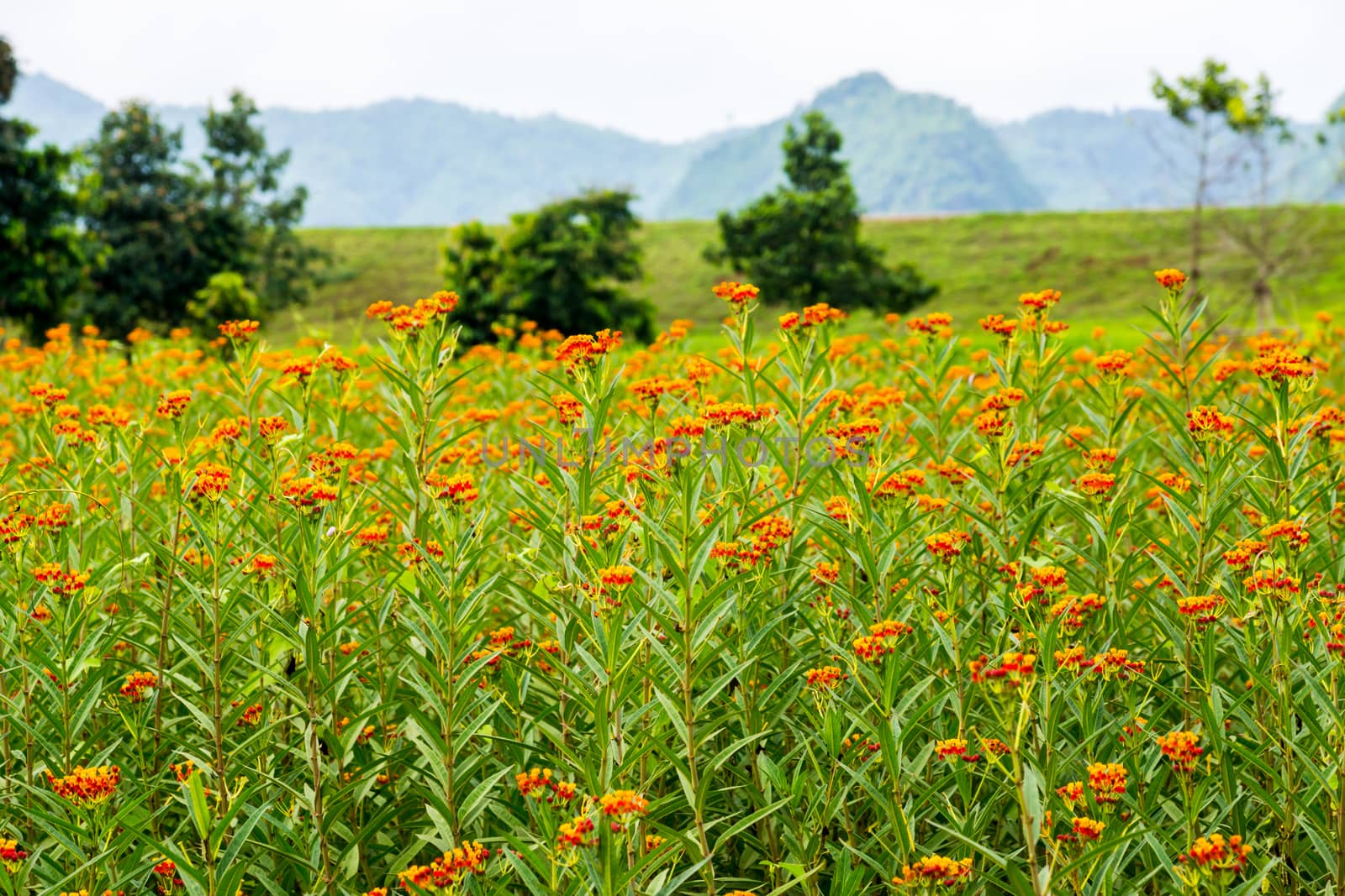 flower field background by nattapatt