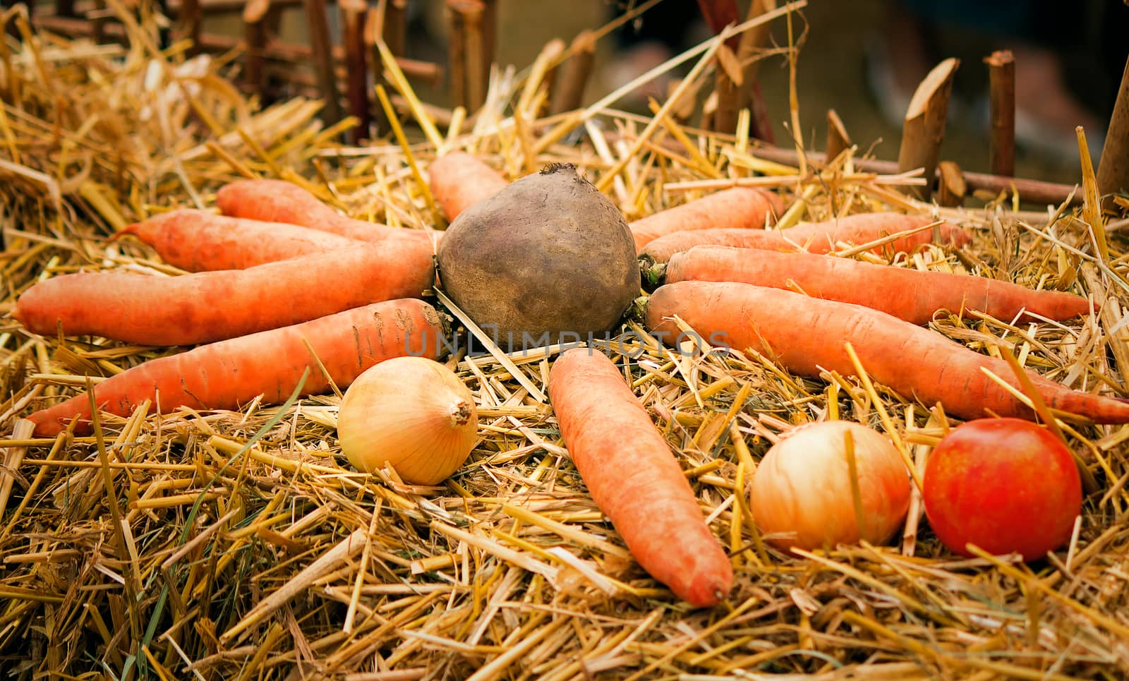 Carrots, beet, tomatoes, onions lie among straw. Are originally issued for goods advertizing.