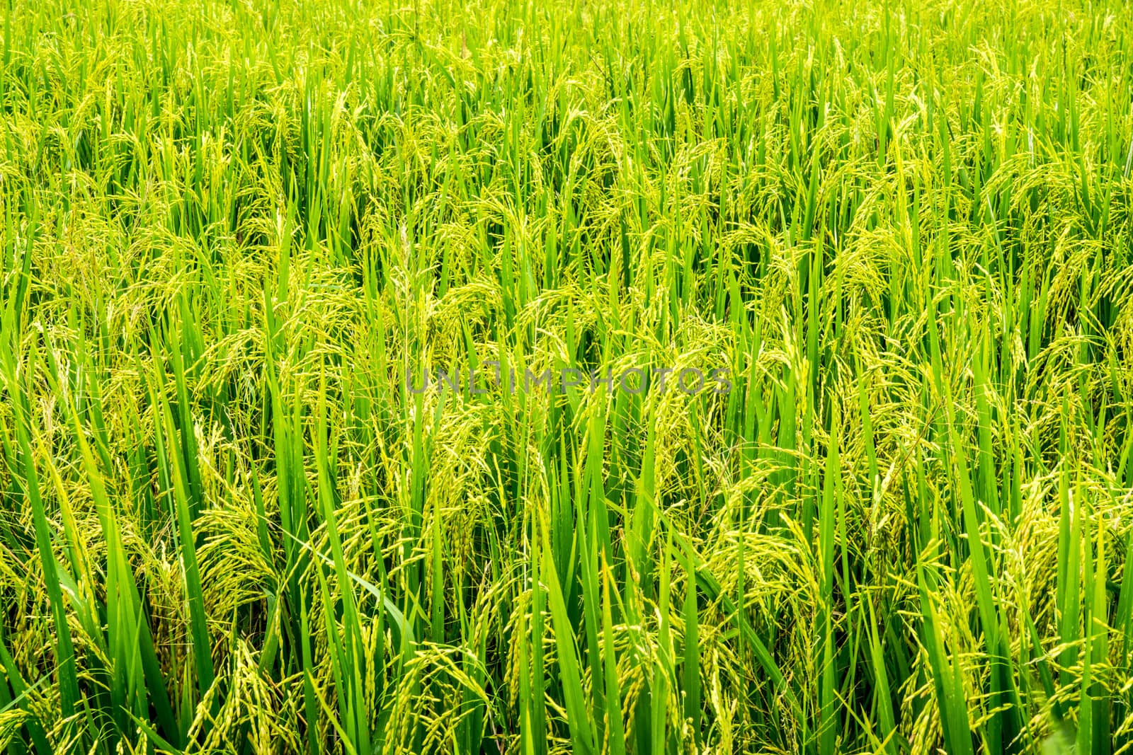 green field of rice at Chiangrai,Thailand