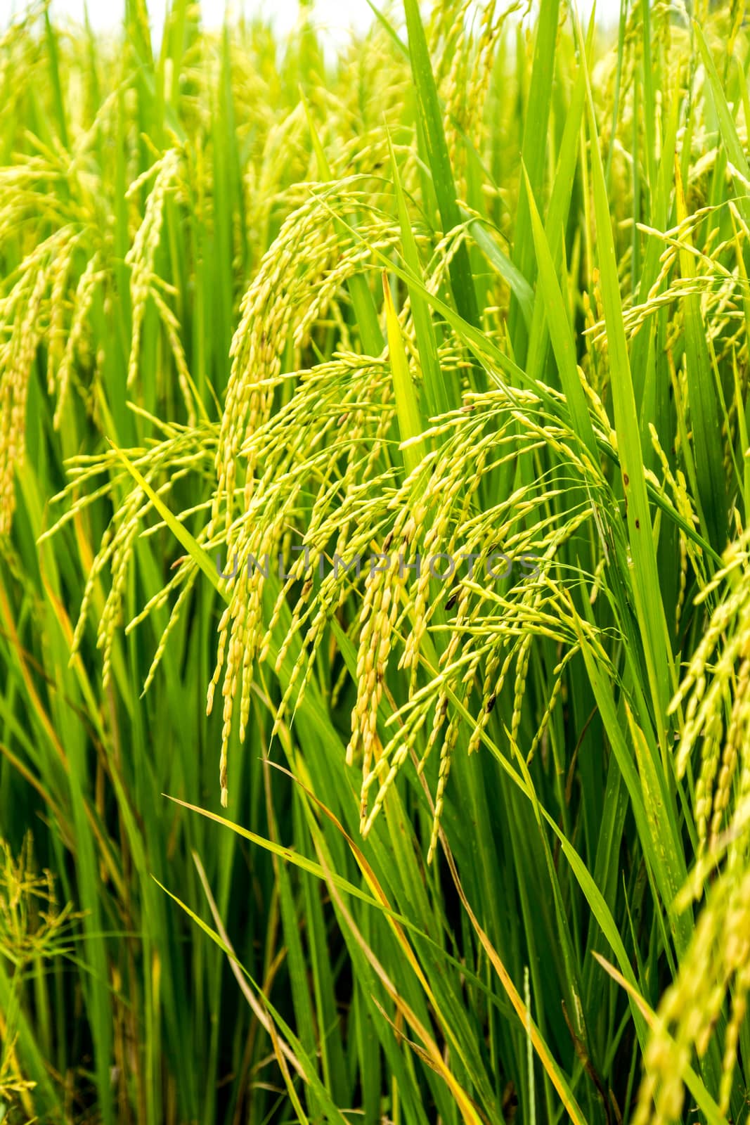 green field of rice at Ch