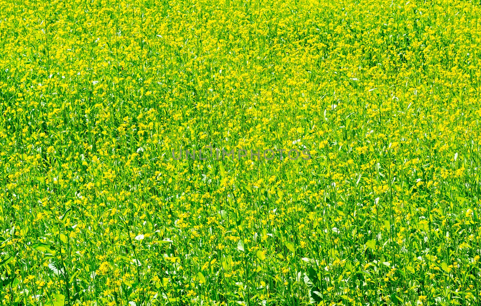 Green meadow with blossoming plants of mustard. by georgina198