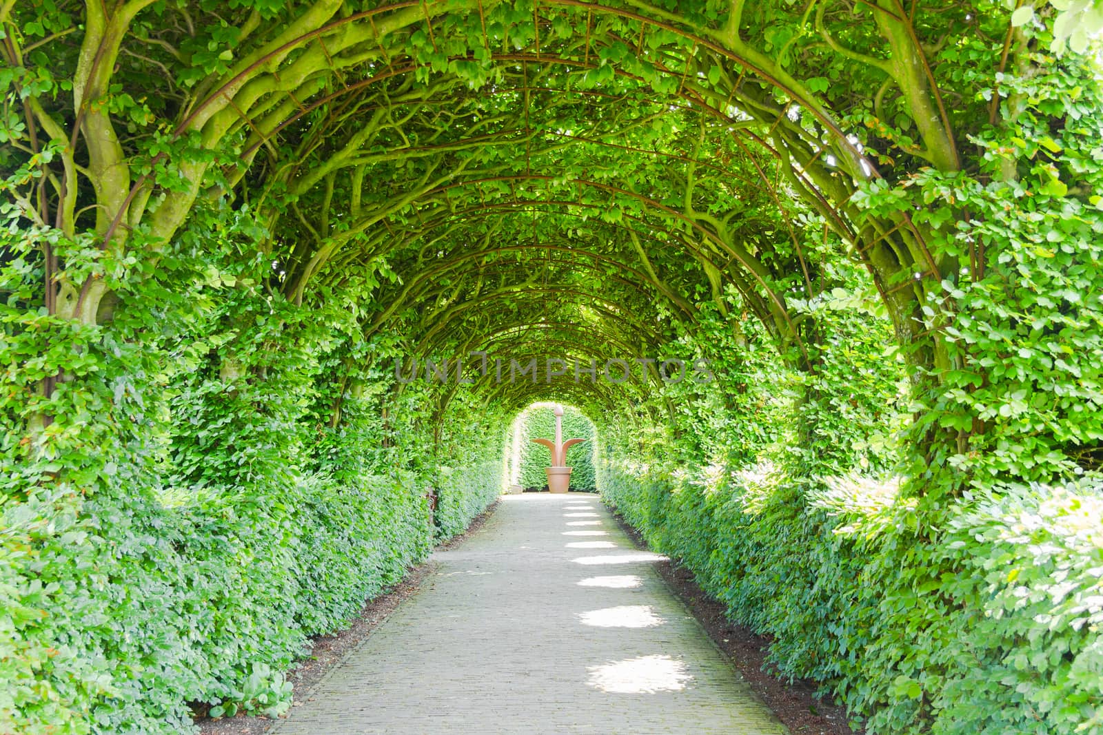 Walkway with green trees by gianliguori