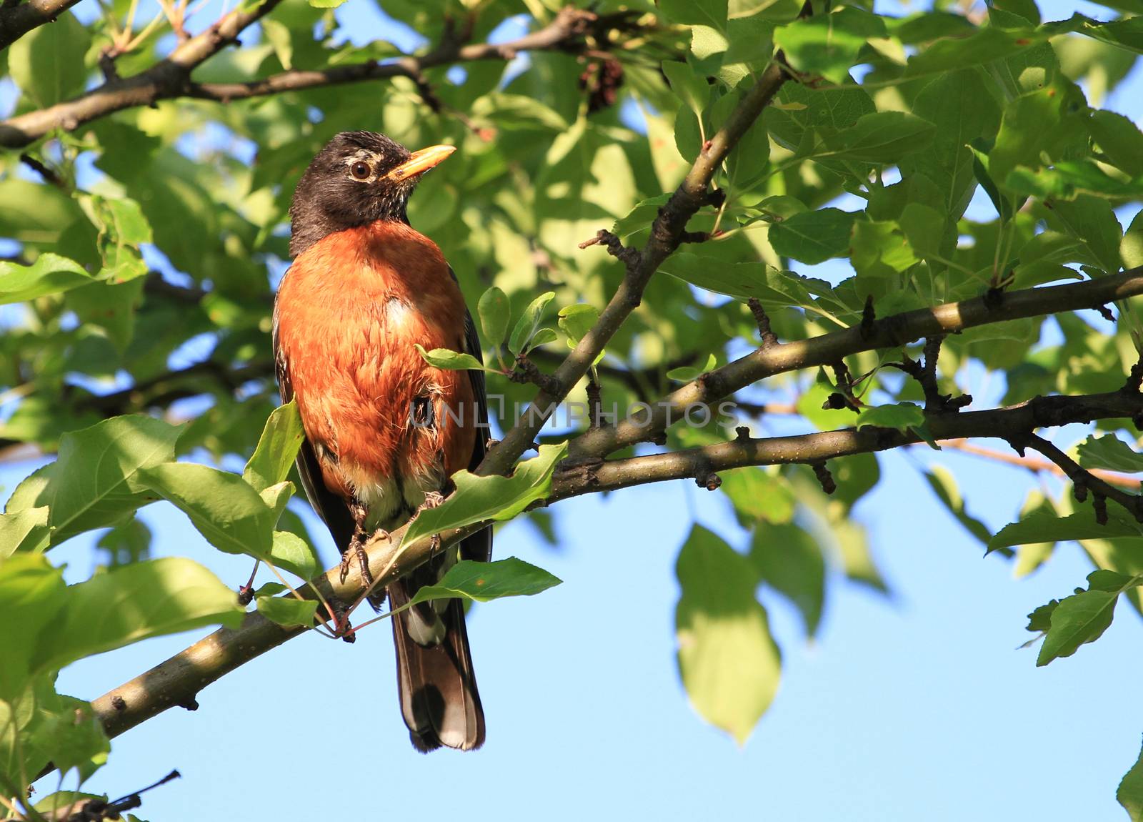 American Robin perched on branch dew covered mornig sun