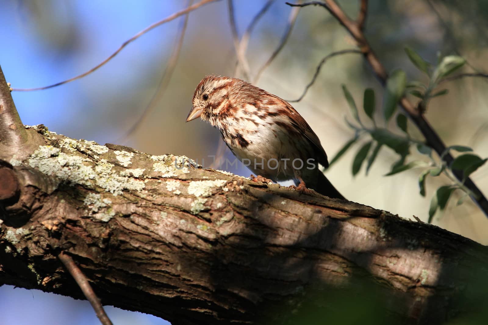 Song Sparrow perched on branch in morning sun