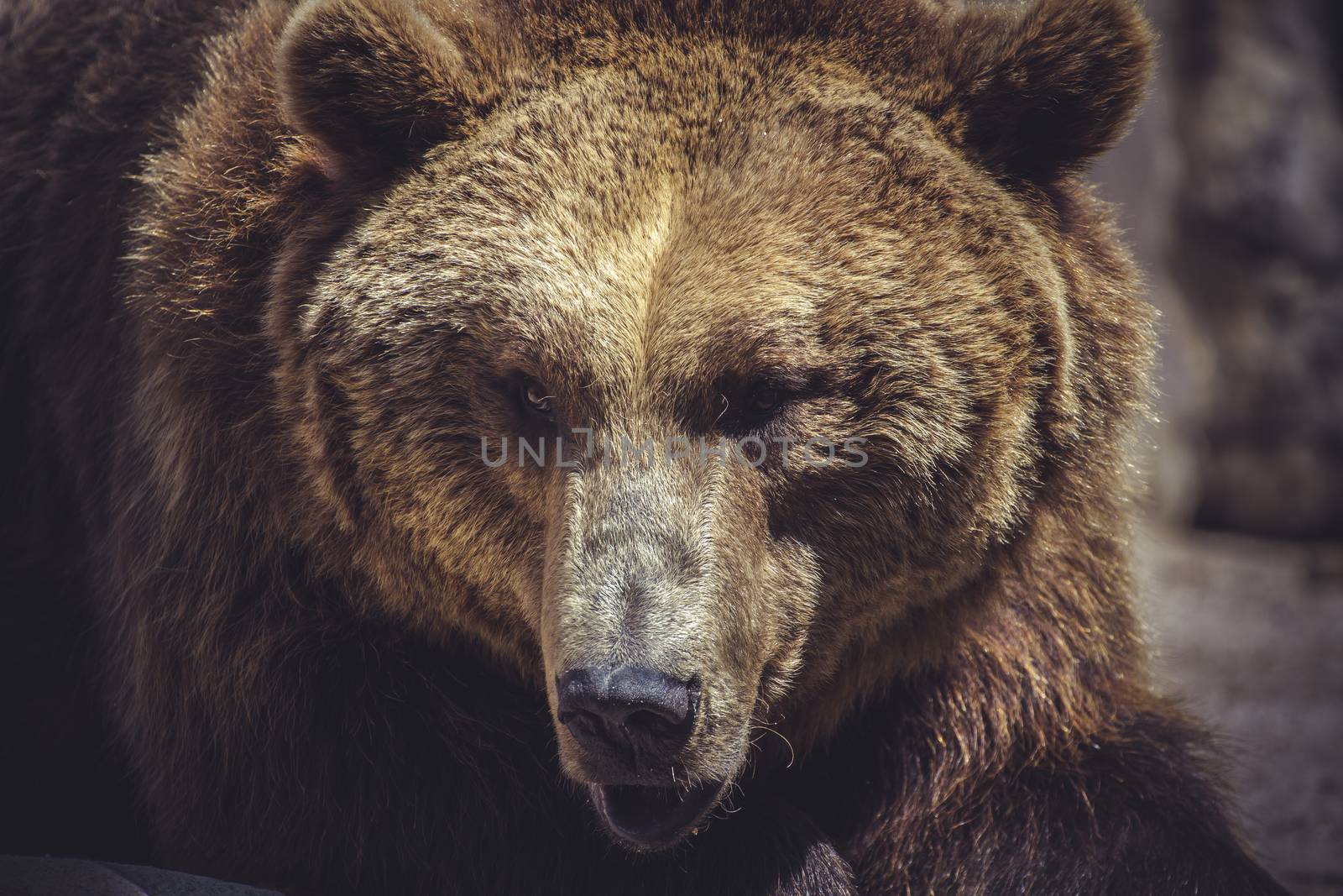 wildlife, Spanish powerful brown bear, huge and strong wild animal
