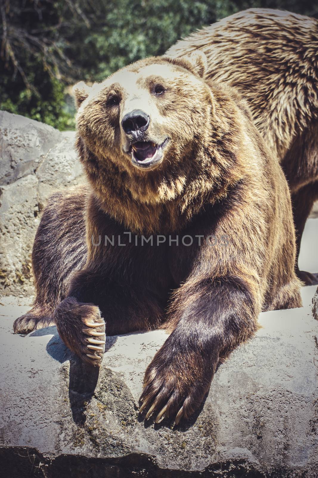 killer, Spanish powerful brown bear, huge and strong wild animal