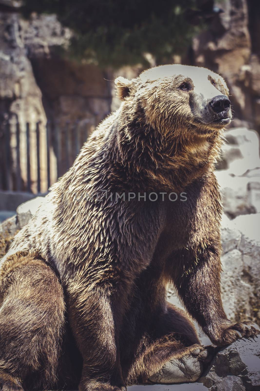 Spanish powerful brown bear, huge and strong wild animal by FernandoCortes