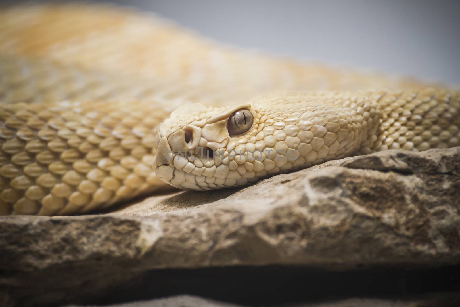 Beautiful snake lying in the sun with fine scales on their skin