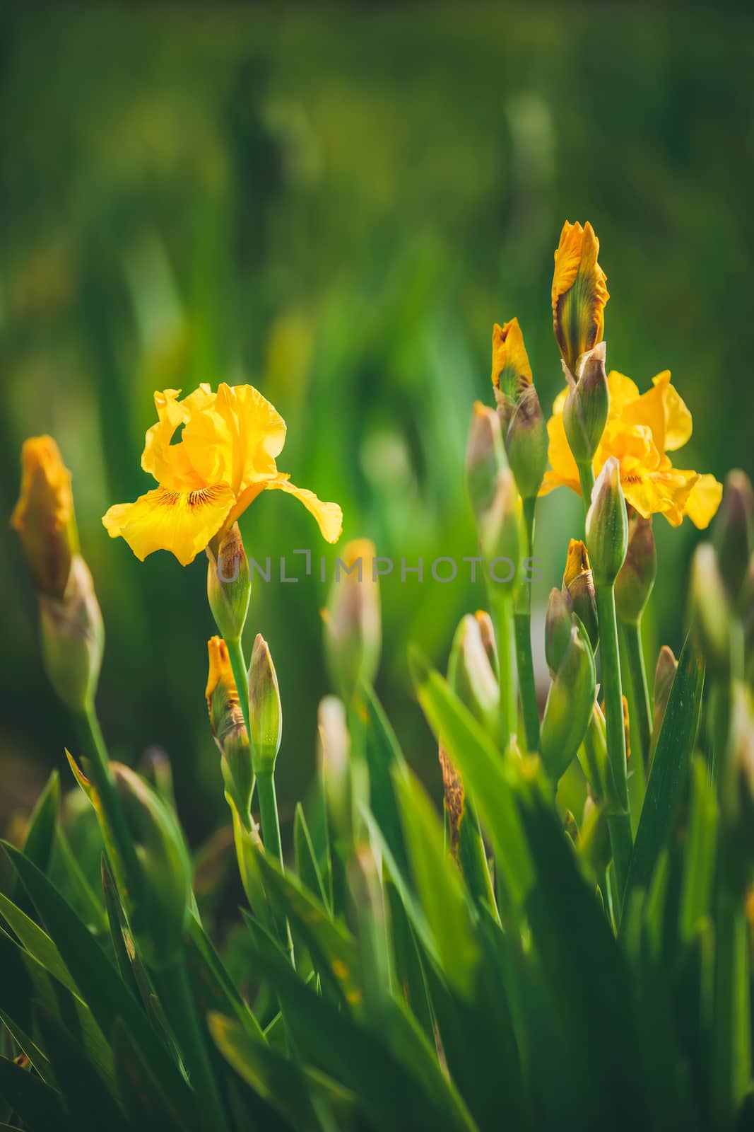 Iris pseudacorus also known as yellow flag iris, shallow DOF