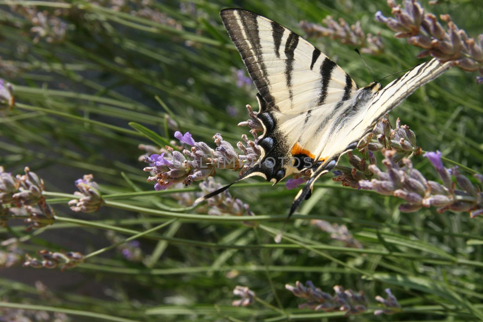 Butterfly on lavender in Croatia







Butterfly on lavender in Croatia