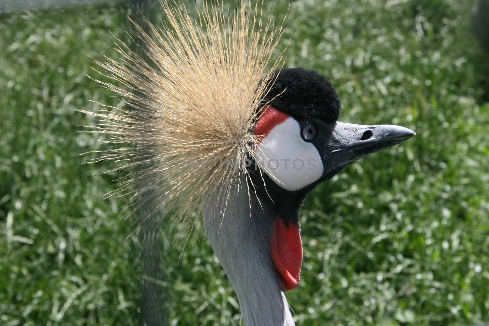 Crowned crane by Carratera