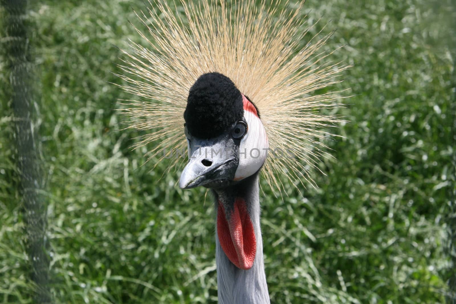 Crowned crane in the zoo