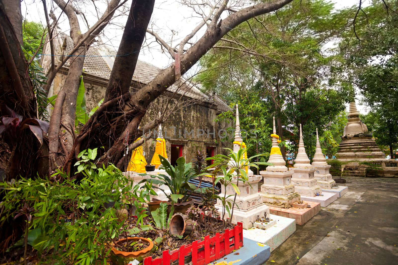 Thailand Old Temple and tree in Bangkok Thailand