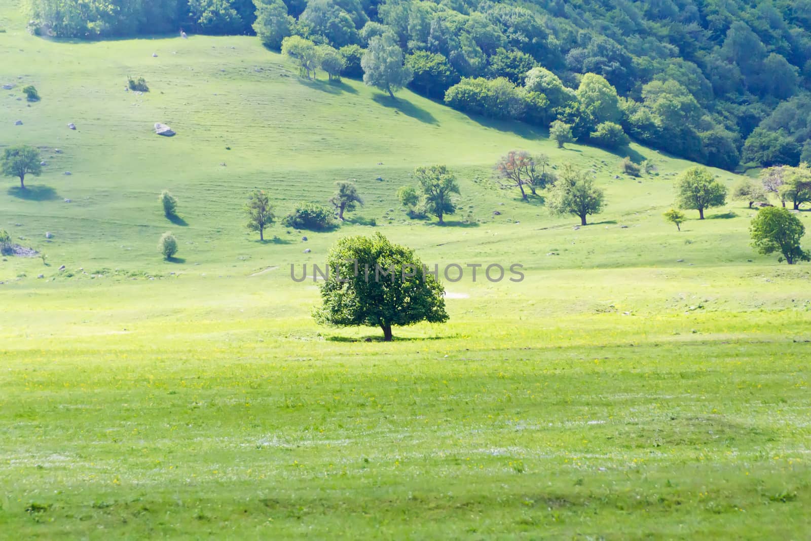 Summer mountain landscape with lonely green tree