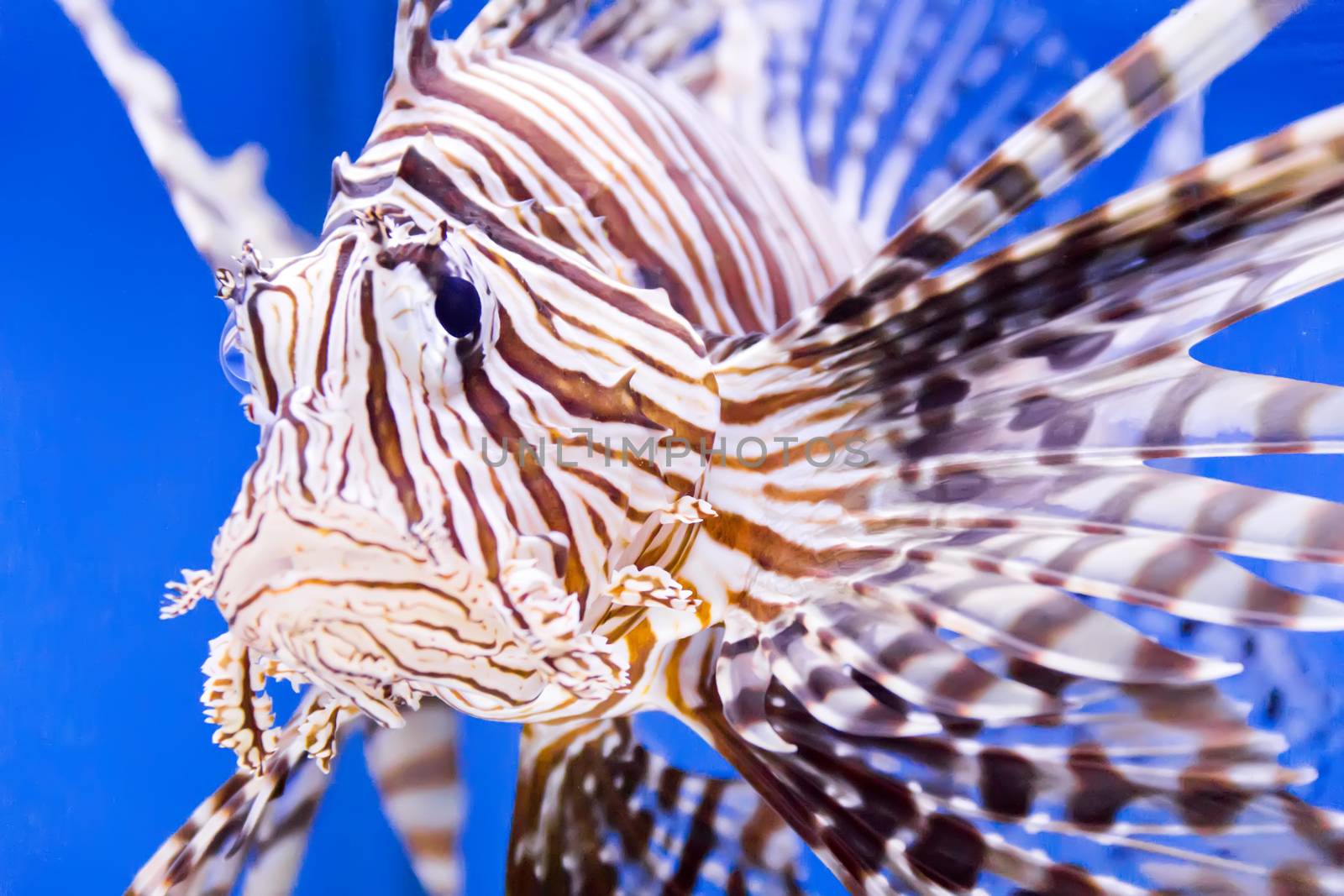 Photo of aquarium fish in blue water