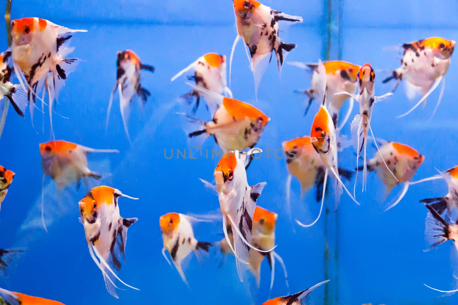 Photo of aquarium fish in blue water