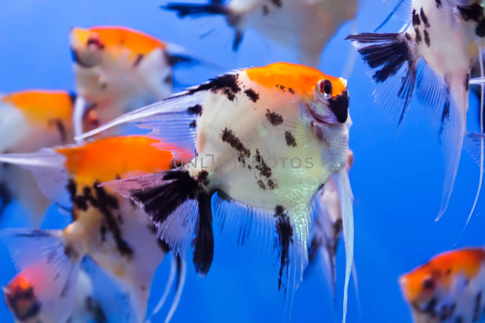 Photo of aquarium fish in blue water