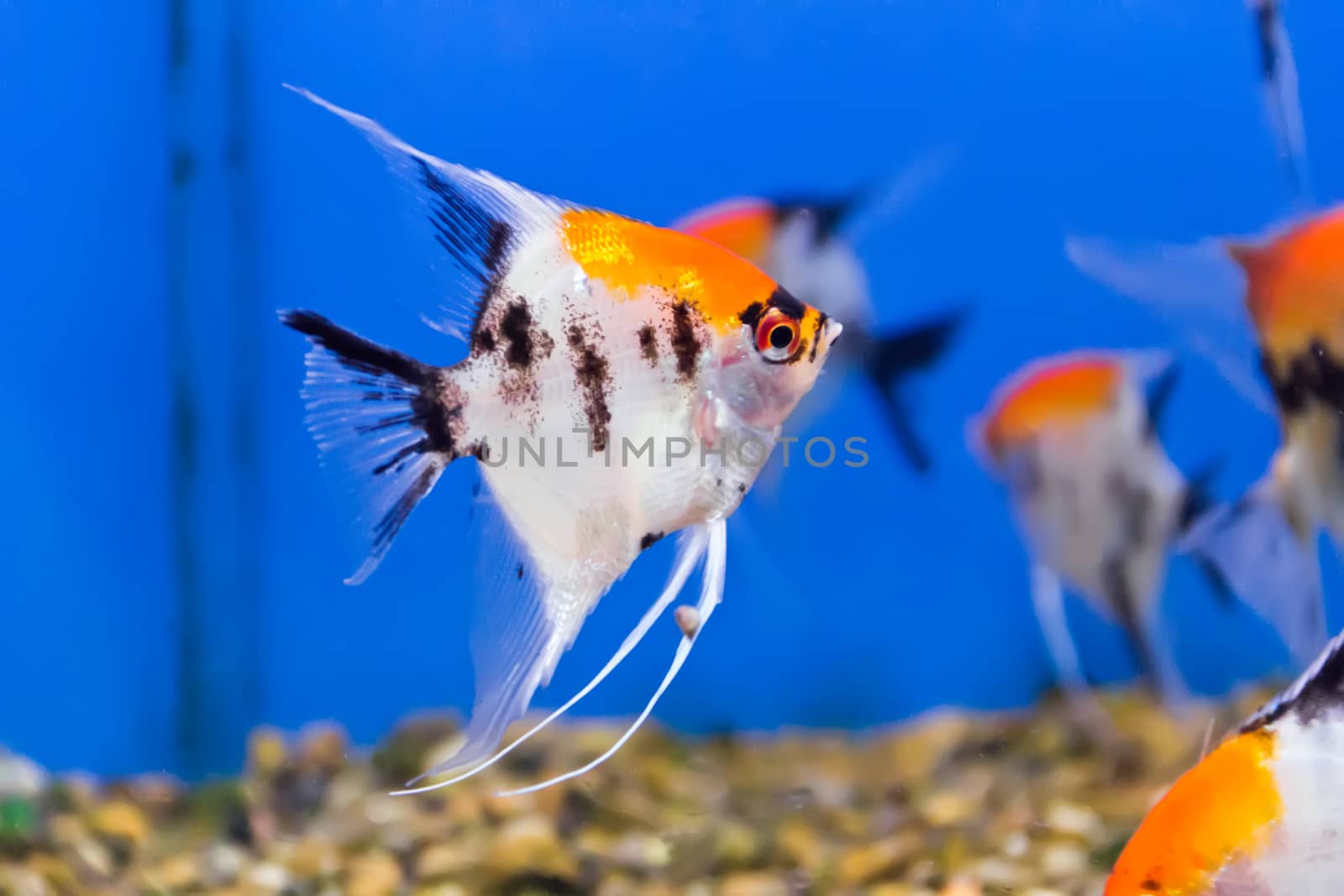 Photo of aquarium fish in blue water