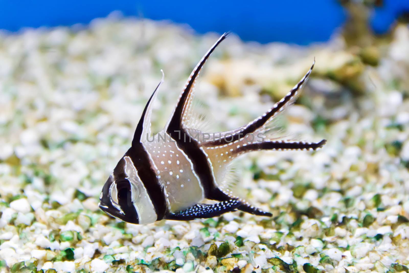 Photo of aquarium fish in blue water