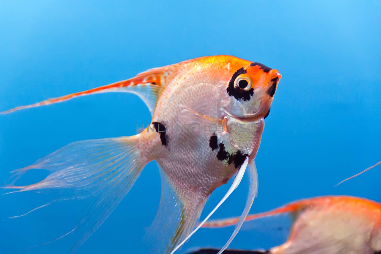 Photo of aquarium fish in blue water