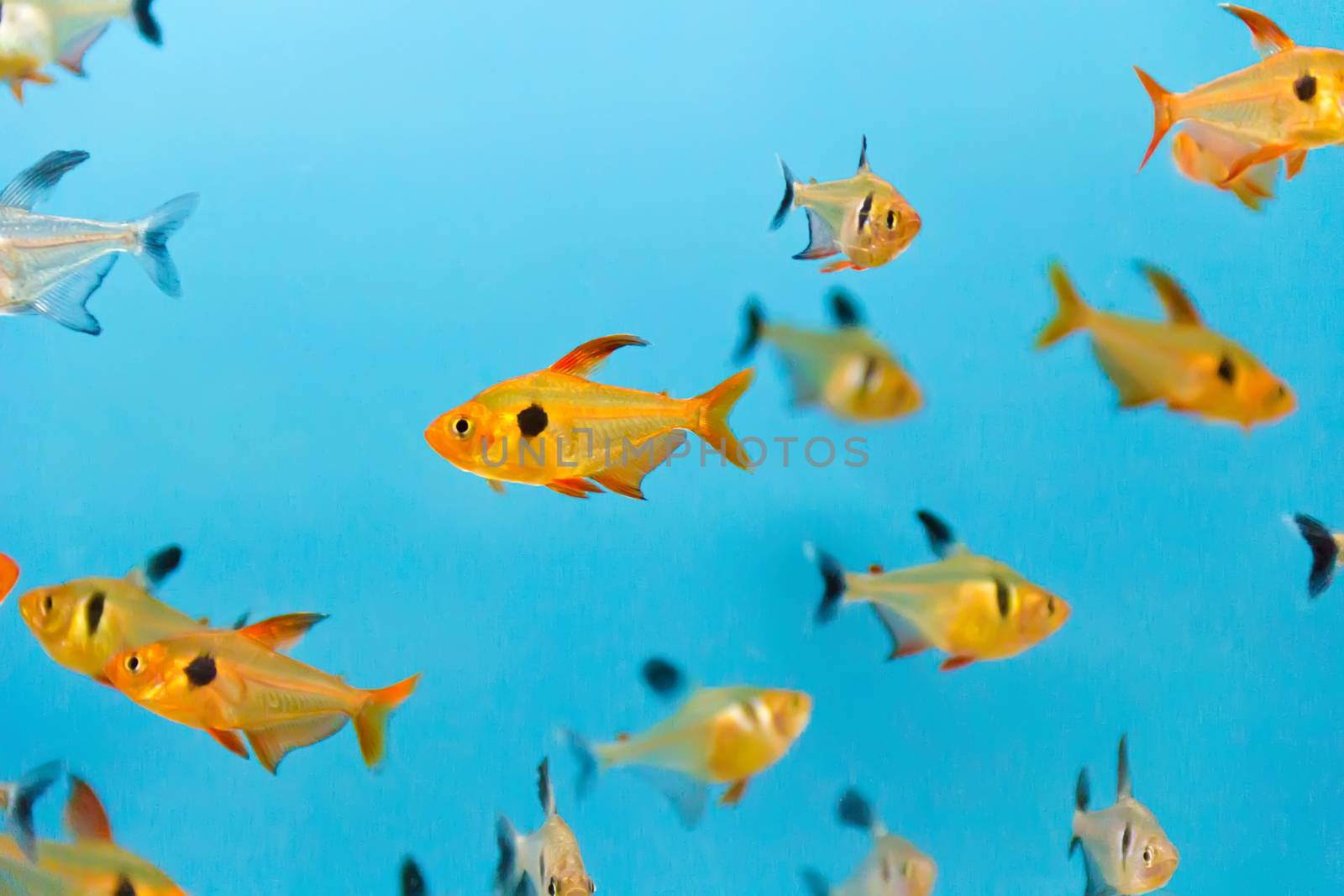 Photo of aquarium fish in blue water
