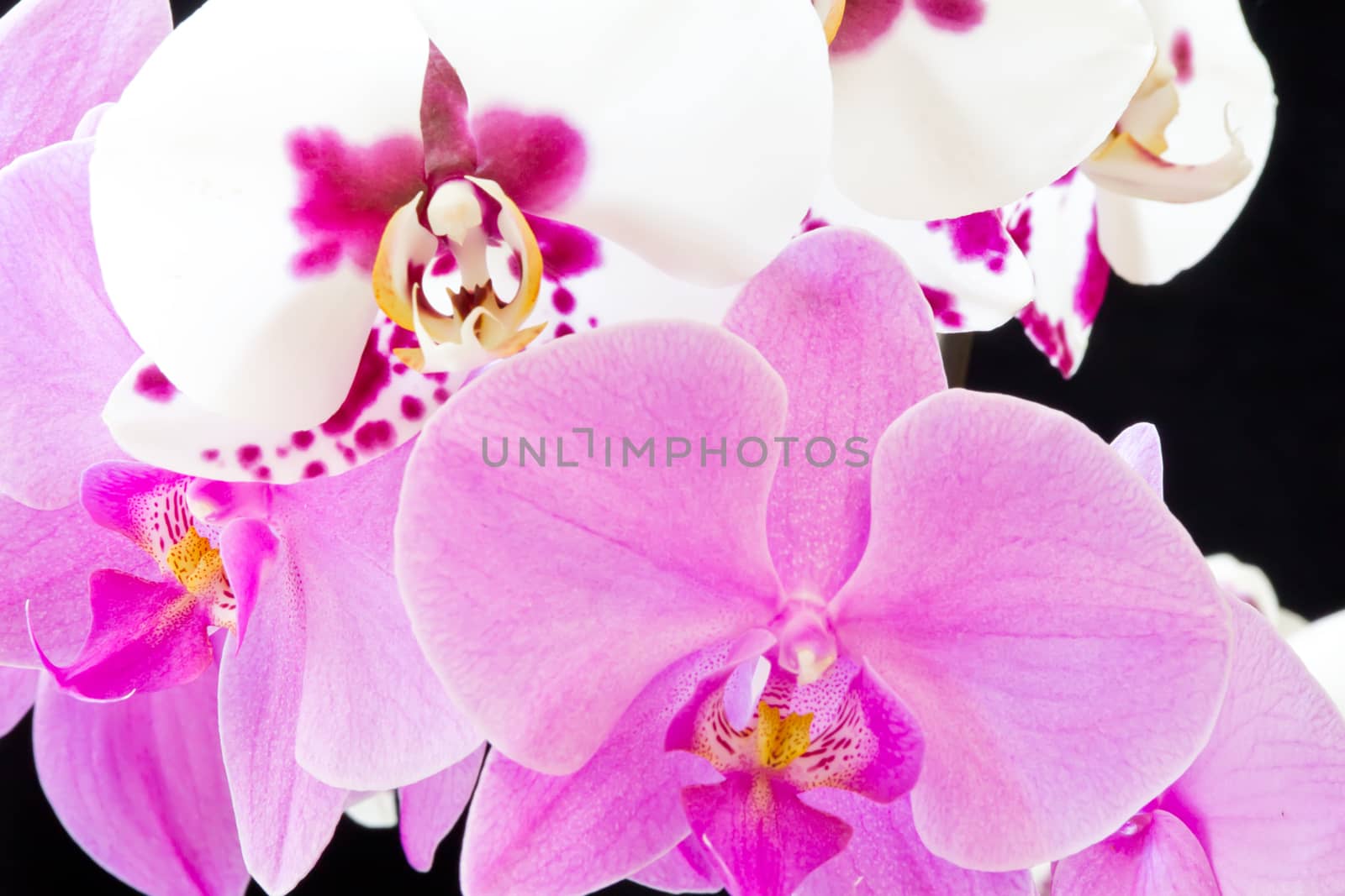 Photo of the beautiful purple and white orchids