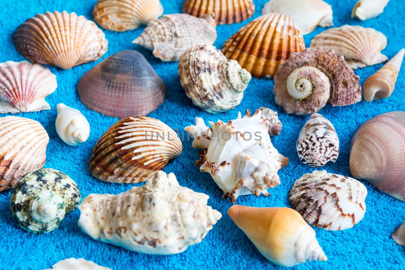 Photo of lot seashells on blue towel