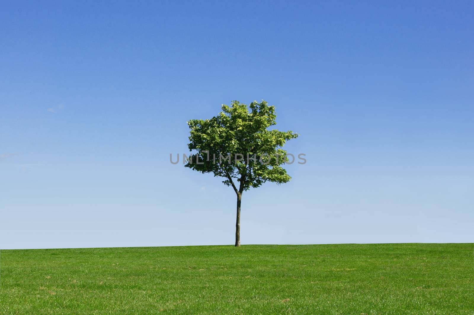 Idyllic landscape with small tree on a hill with blue skies  