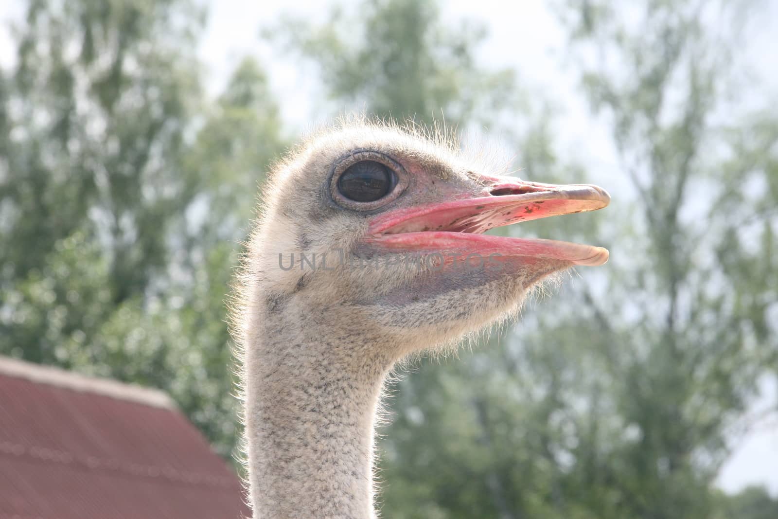 Ostrich4 by Carratera