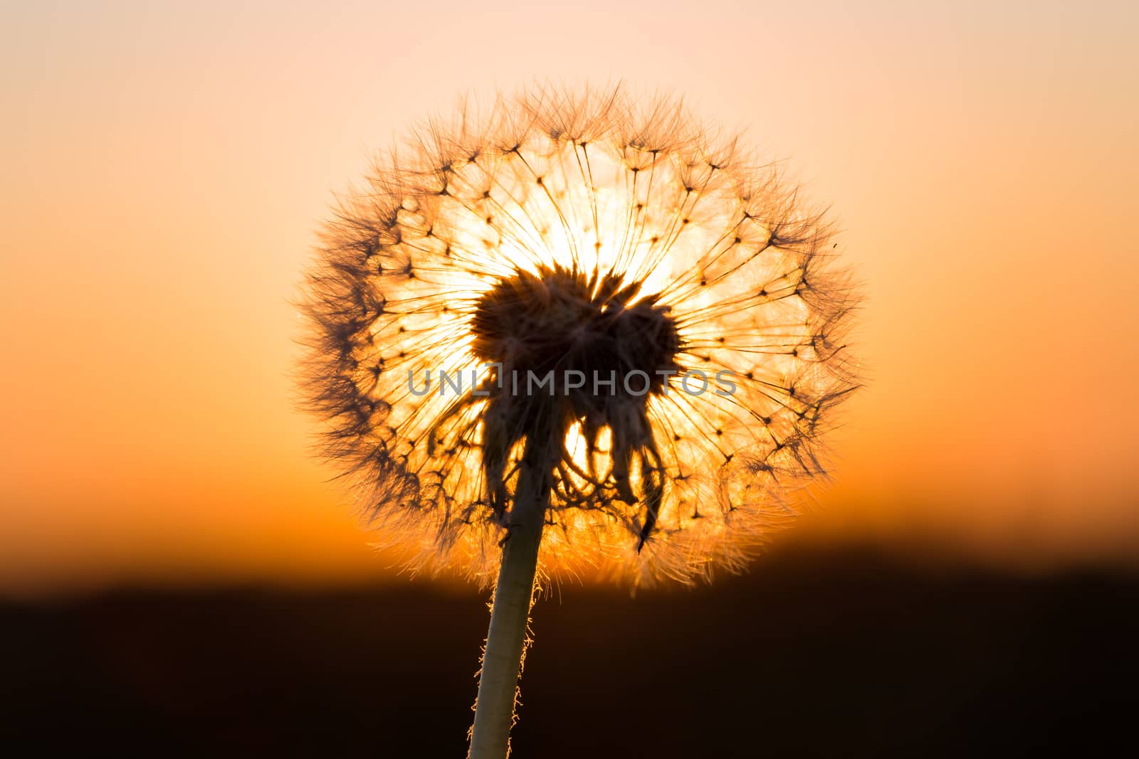 Dandelions in meadow at red sunset by RTsubin