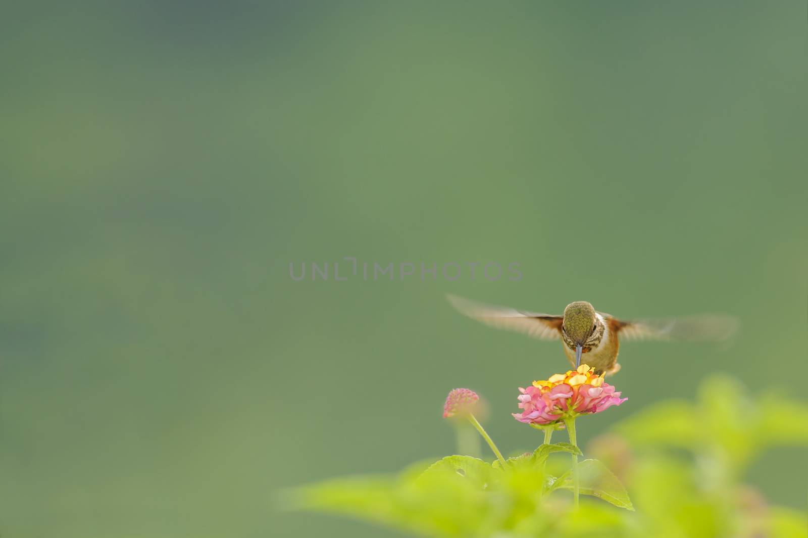 Scintillant hummingbird feeding on nectar in Costa Rica.