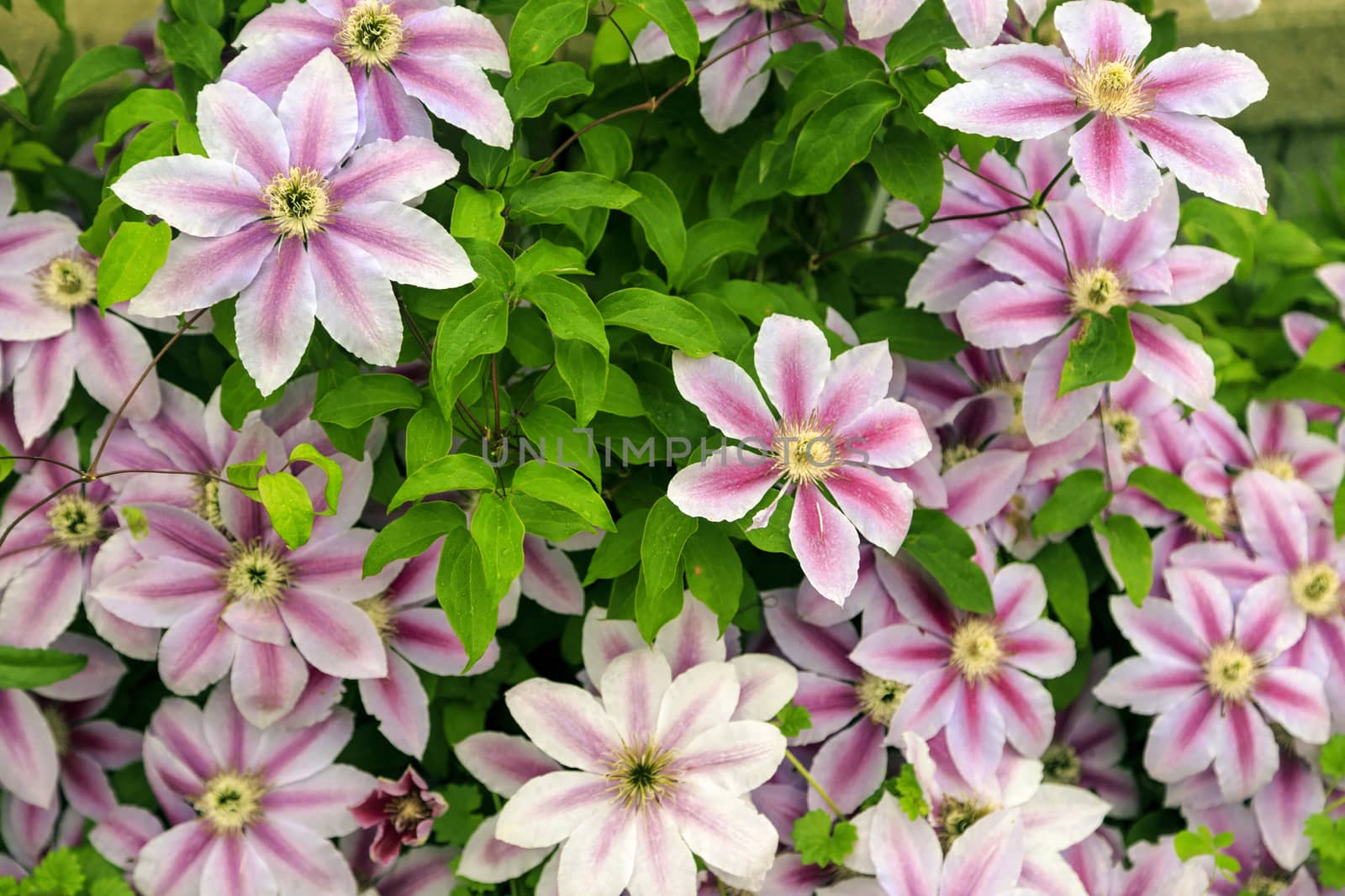 Bush of purple and lavender climbing flower plant called clematis. 