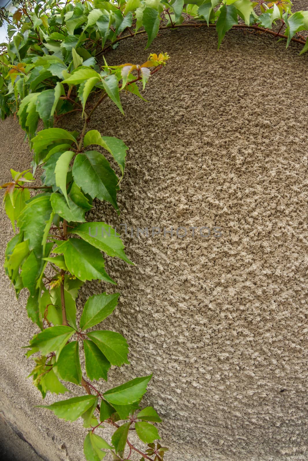 Fisheye view of vine growing along the edges of a wall