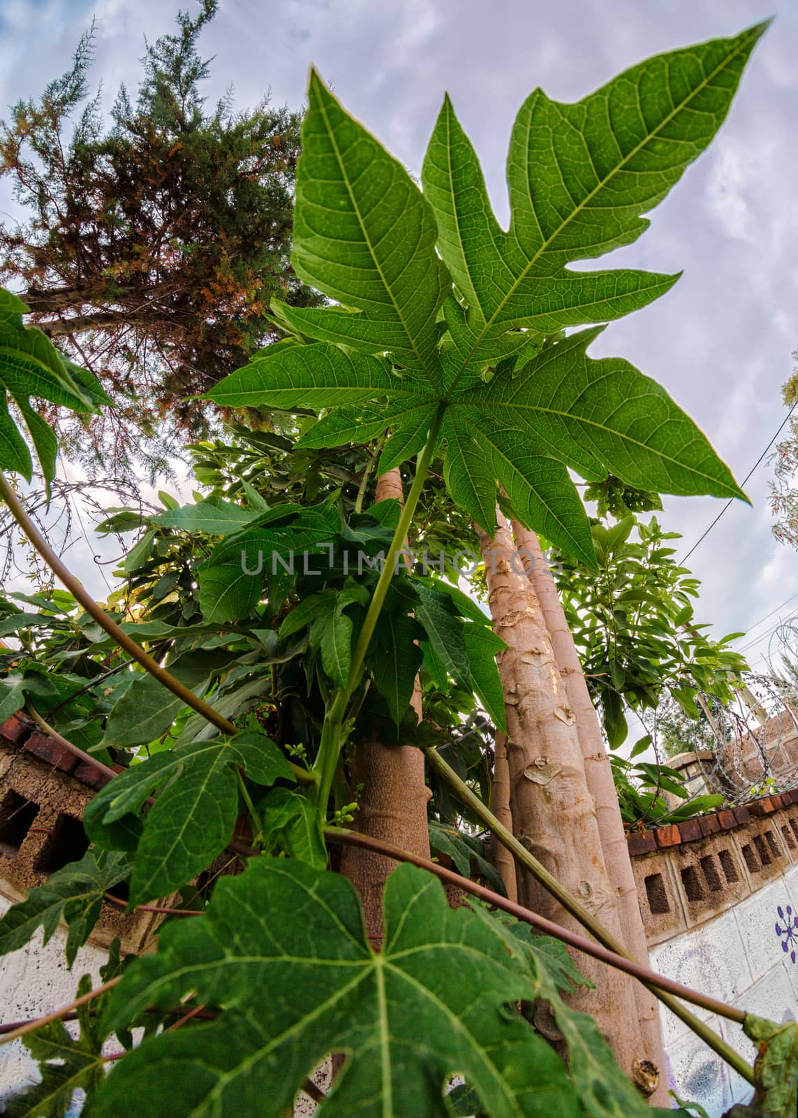 Fisheye view of broad leaves growing in a small garden