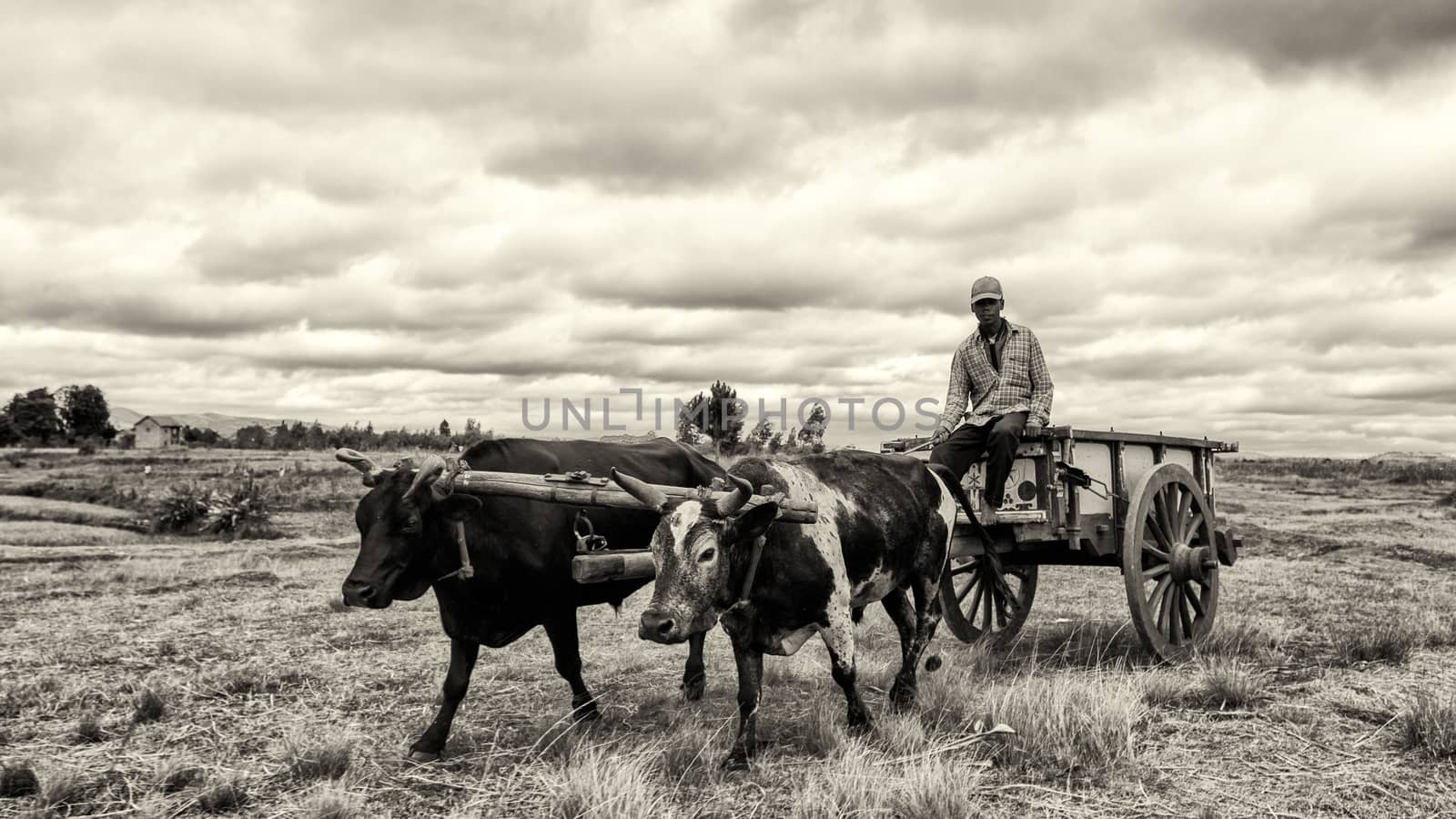 A rice farmer rids on a cart pulled by a pair of oxen fitted with a yoke, May 23 2014,