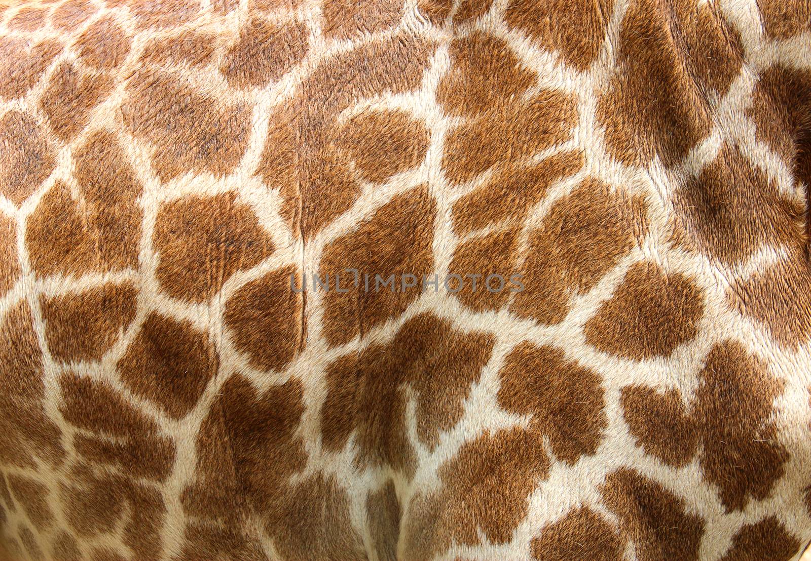 Genuine leather skin of giraffe by yod67