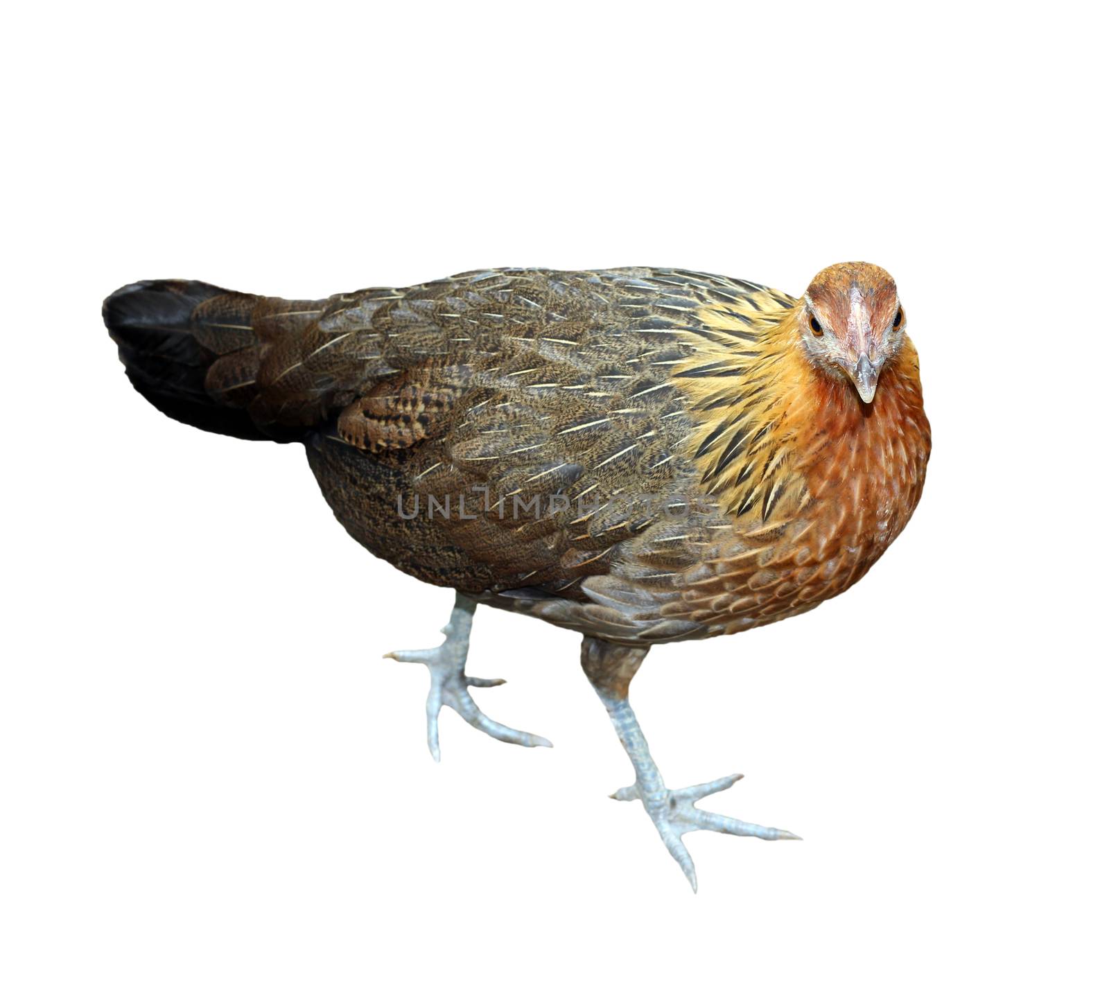 Image of hen isolated on white background